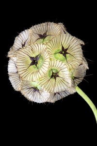 Flores macro