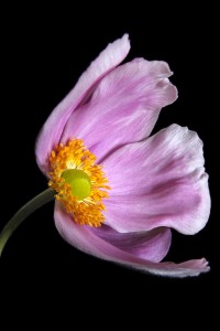 Flores macro