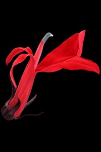 Flores macro