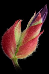 Flores macro