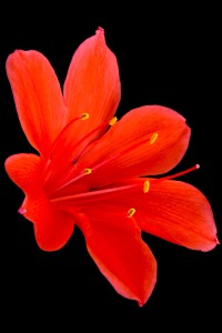 Flores macro