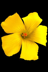 Flores macro