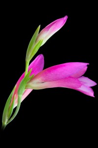 Flores macro