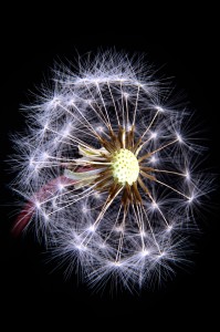 Flores macro