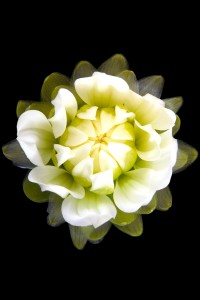 Flores macro