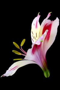 Flores macro