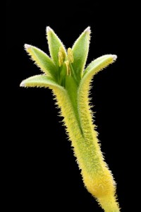 Flores macro